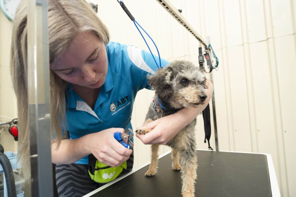 dog doodle sanitary trim Dog Grooming Adelaide Advance Behavioural Training