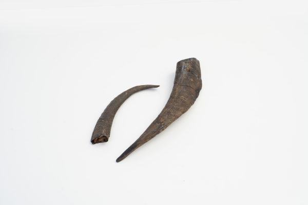 Goat Horn