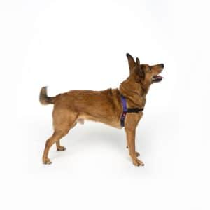 Front Attach Harness