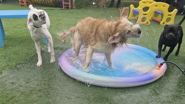 Doggy Daycare Adelaide
